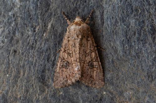 Réf. 213 496 : Anarta trifolii